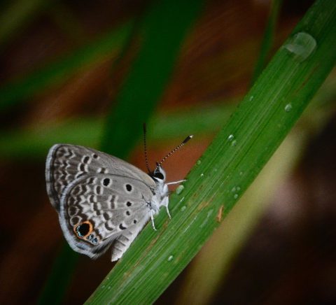 Ceraunus Blue - Florida Wildflower Foundation