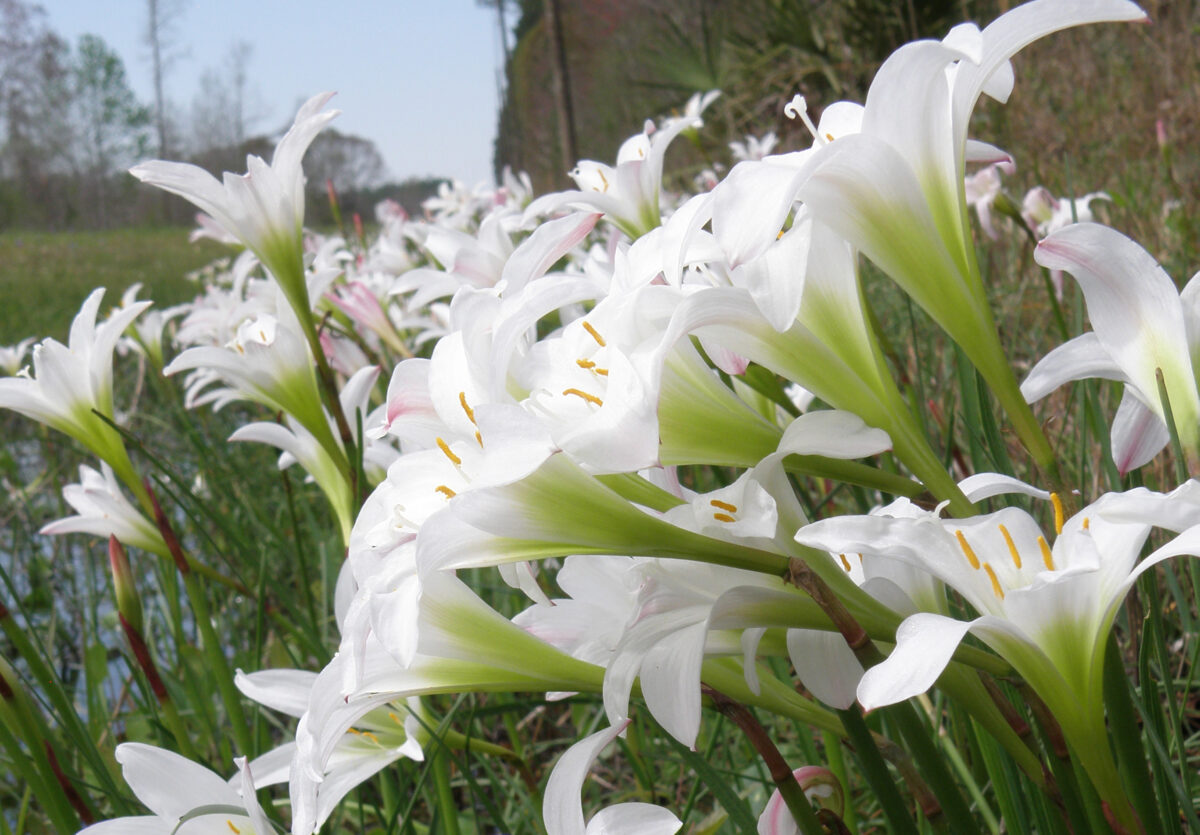 Rainlilies blooming along roadside