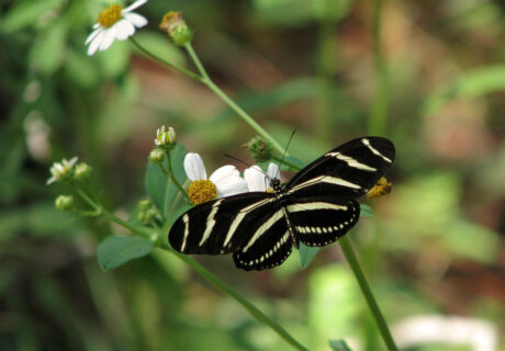 black butterfly with yellow stripes on white daisy-like flower