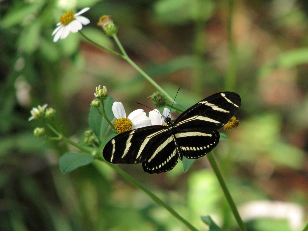 black butterfly with yellow stripes on white daisy-like flower