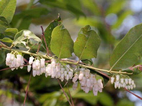 Shady landscapes - Florida Wildflower Foundation