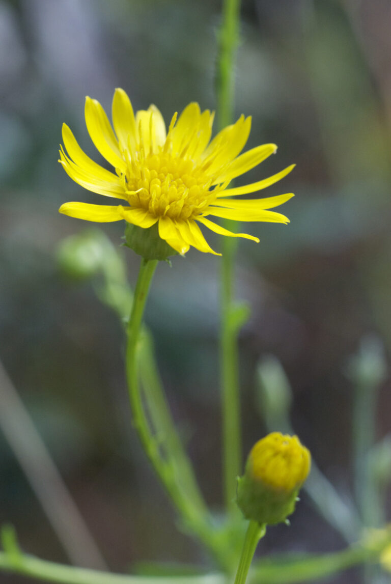 Dry Landscapes - Florida Wildflower Foundation