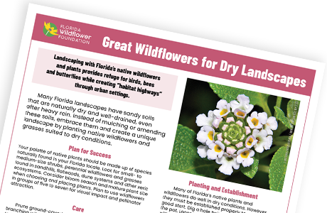 20 Easy-to-Grow Wildflowers — your guide to success! - Florida Wildflower  Foundation