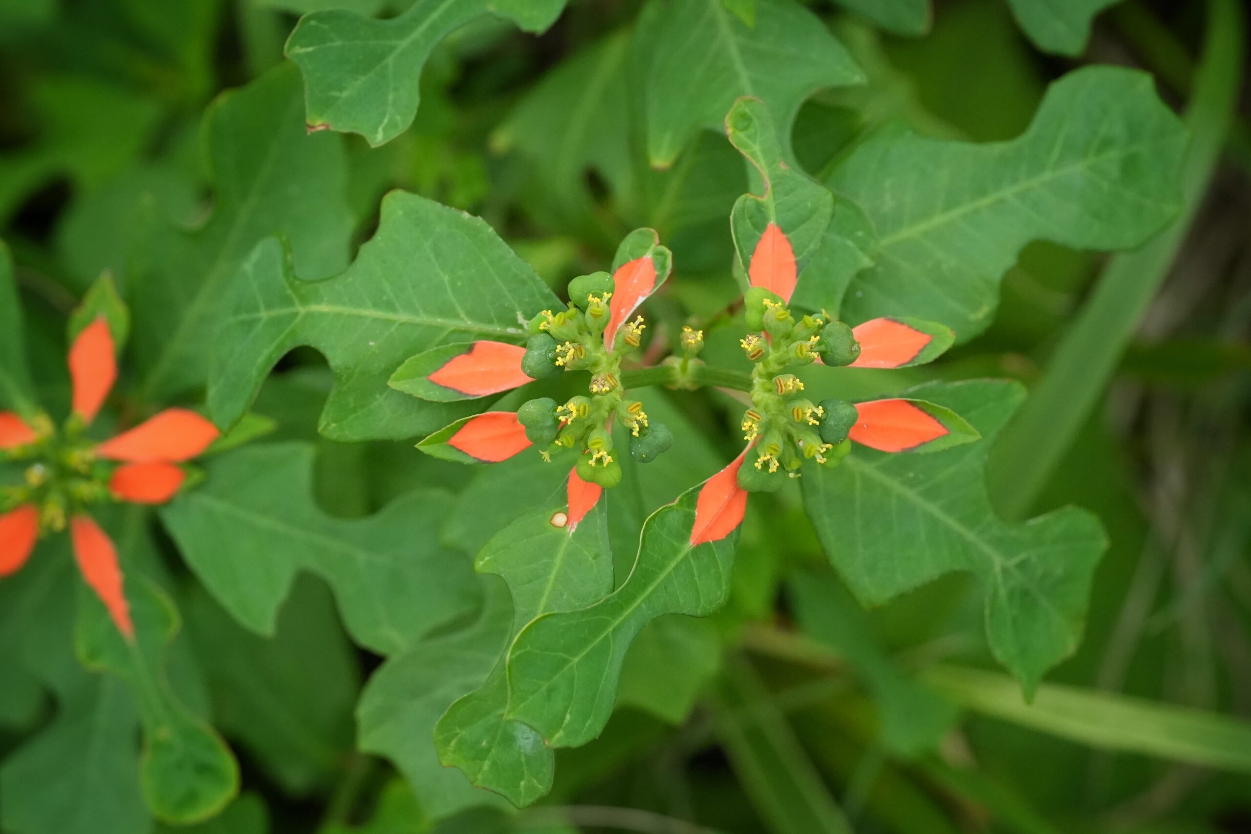 Paintedleaf in flower.