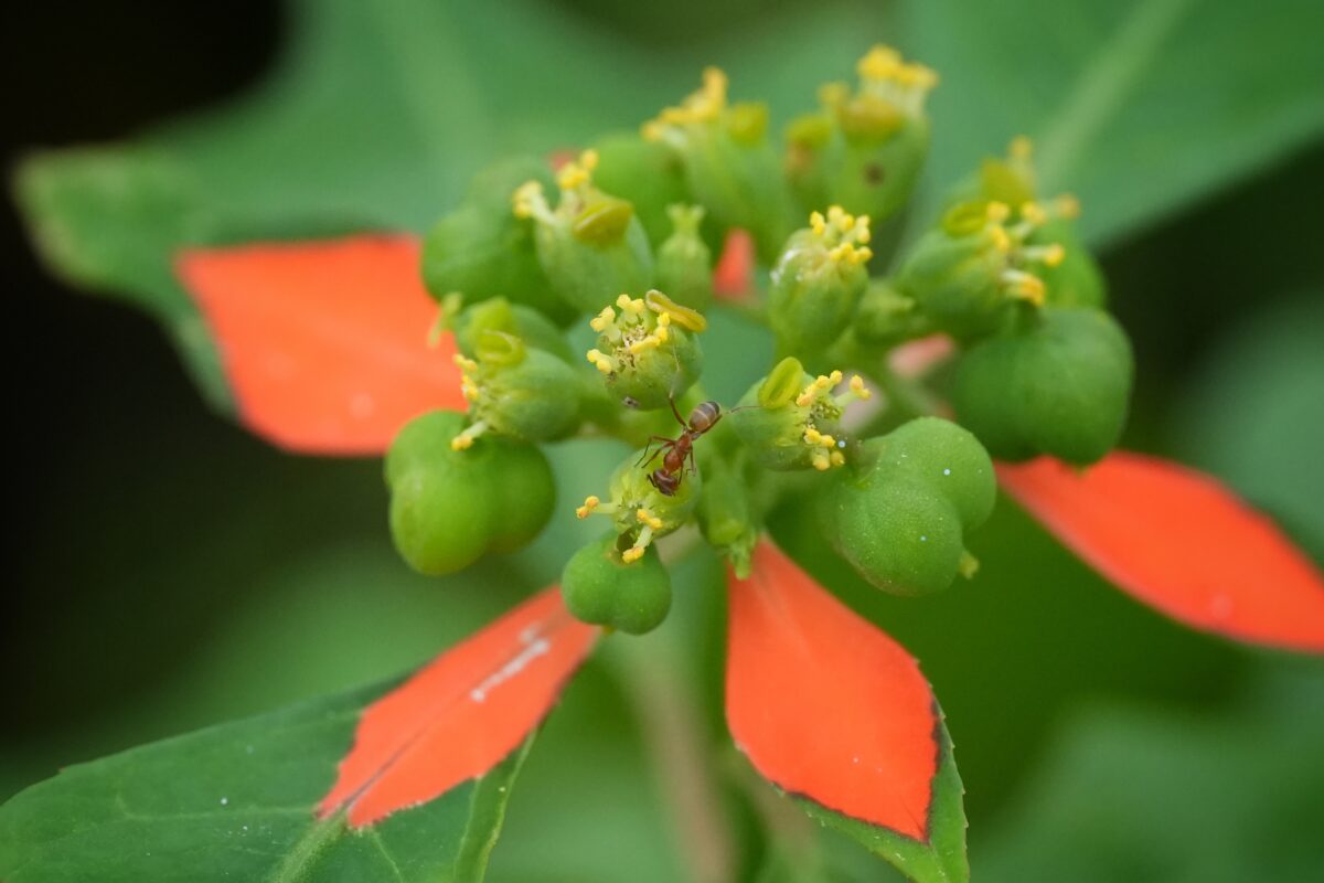 Close-up of Paintedleaf's tiny yellow flowers and bracts with bright red markings. 