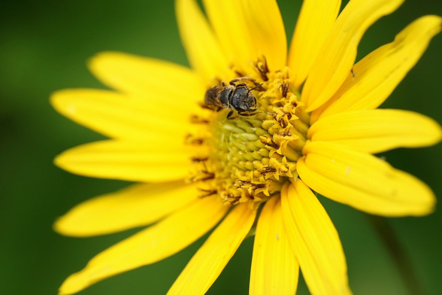 explore-florida-wildflower-foundation