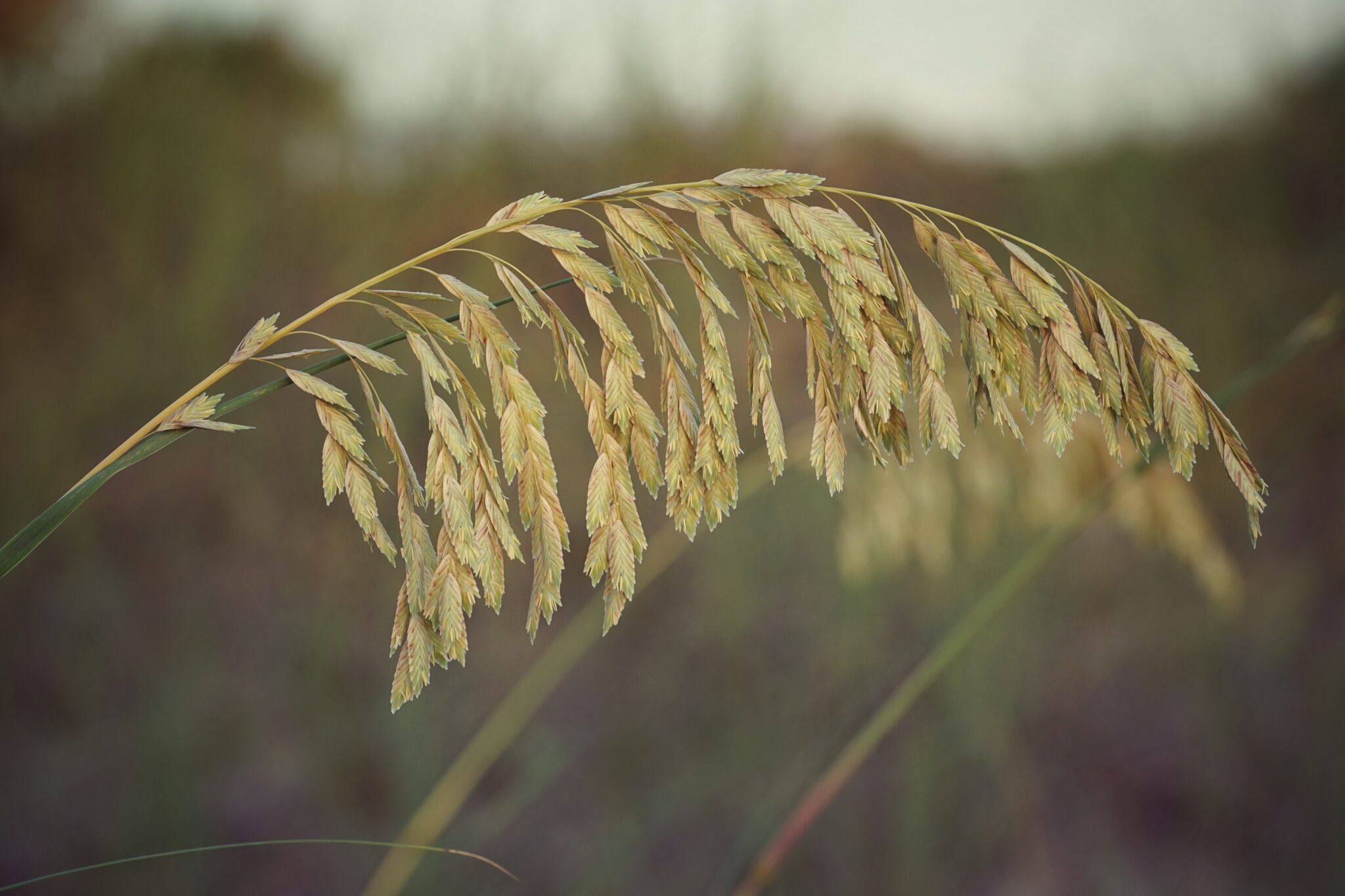 Sea oats - Florida Wildflower Foundation