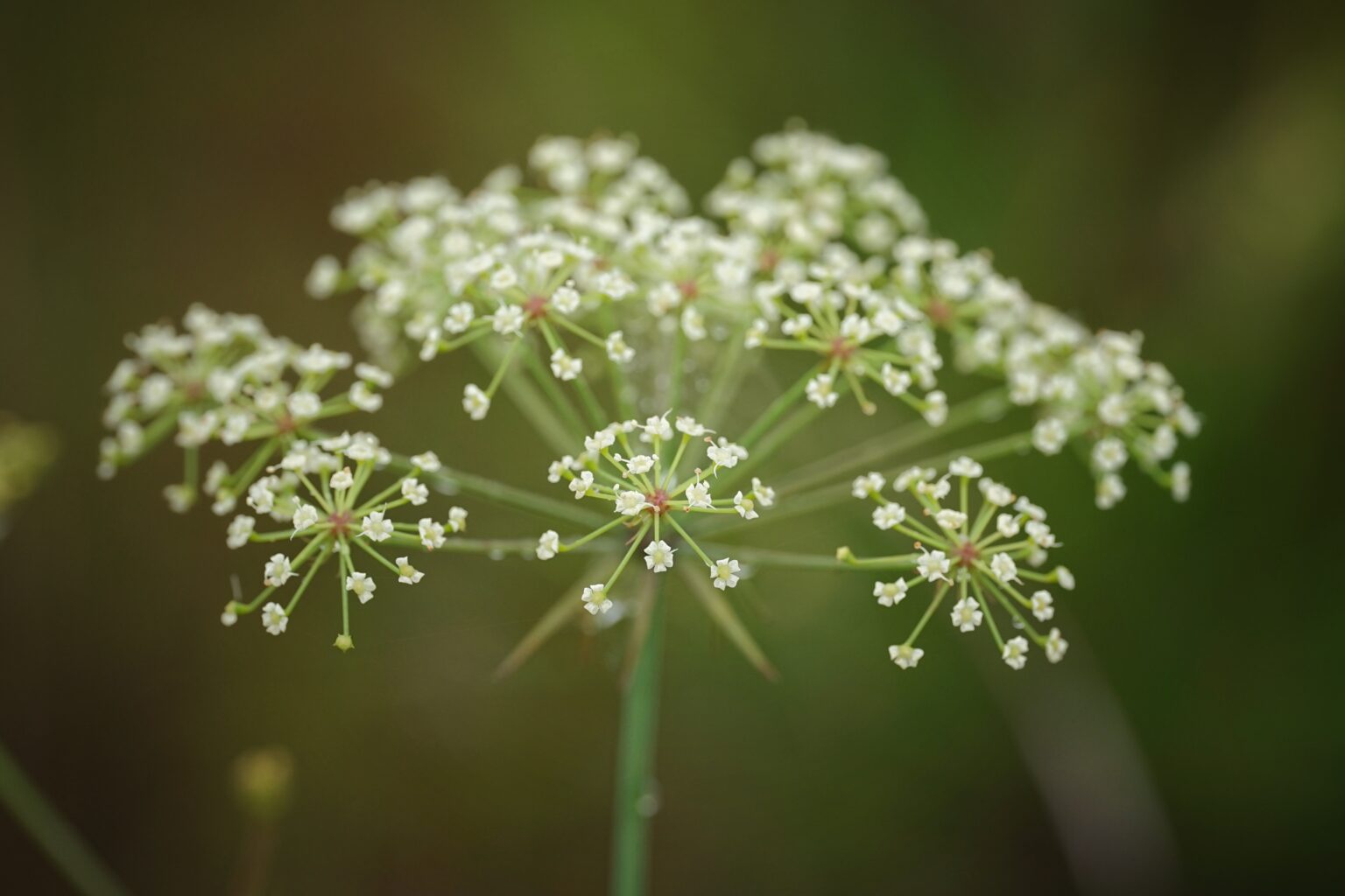 Water cowbane - Florida Wildflower Foundation