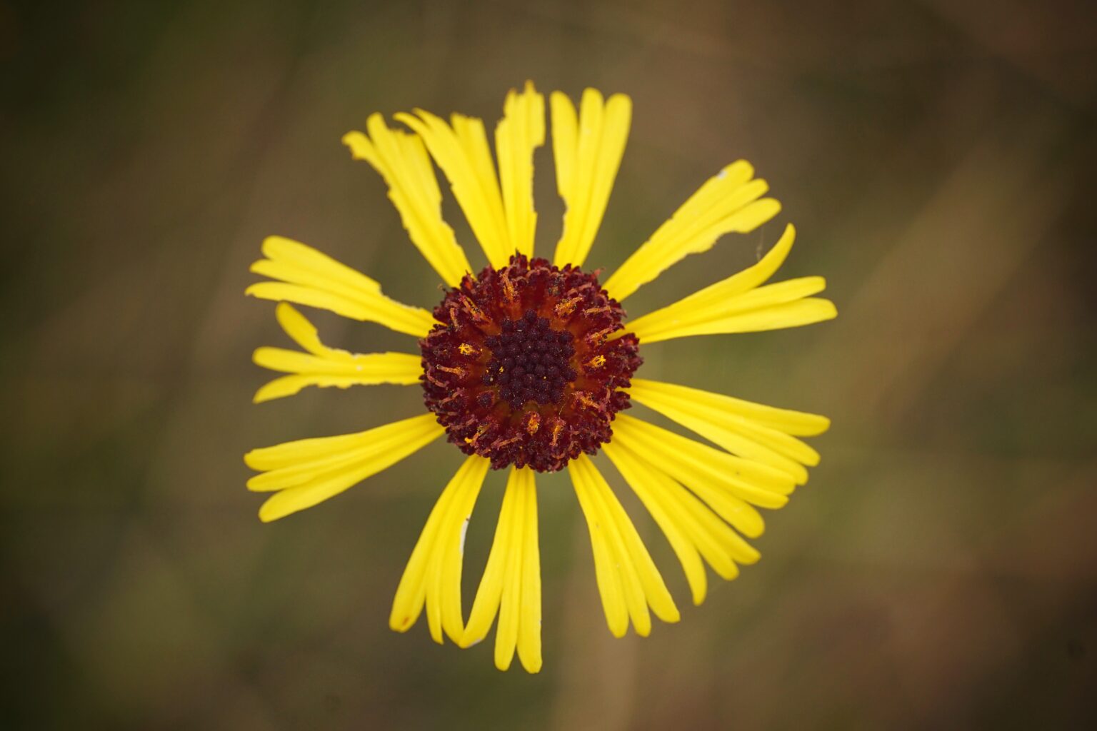 Purpledisk honeycombhead - Florida Wildflower Foundation