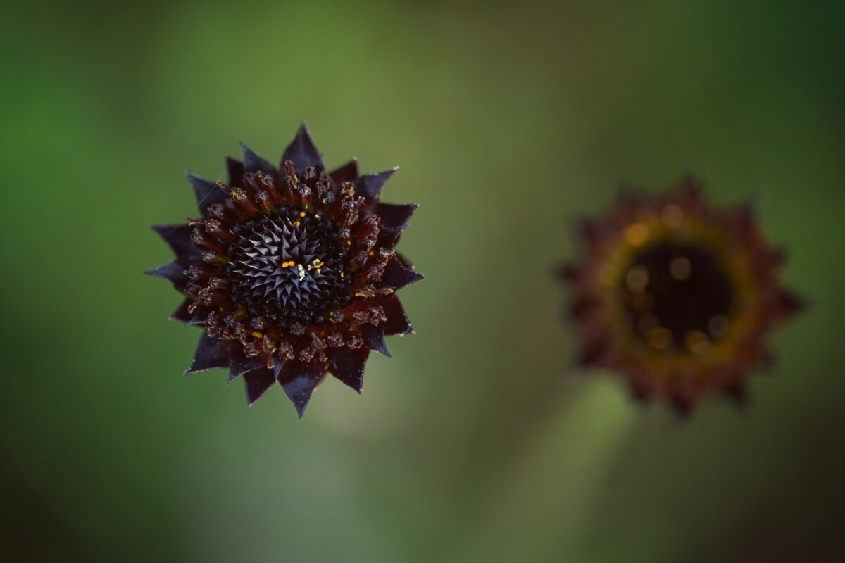 Plant Profiles - Florida Wildflower Foundation