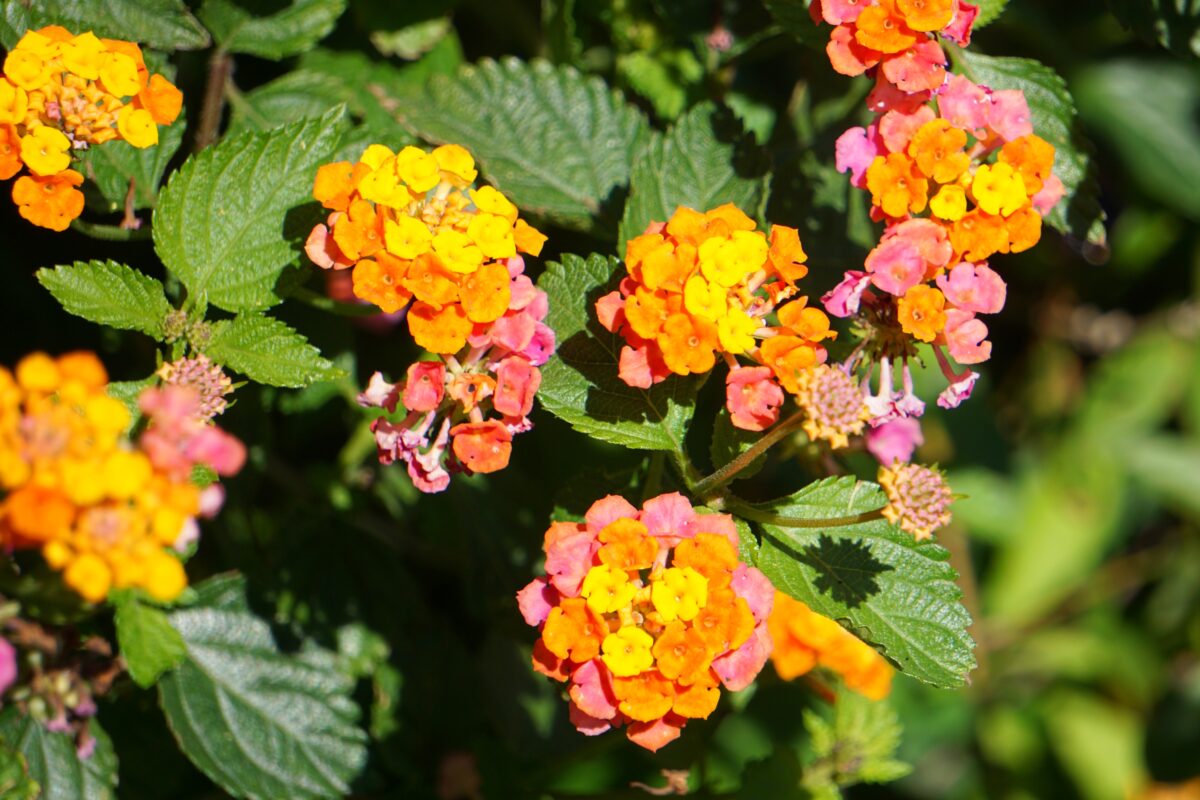 Florida's Native Wildflowers | Florida Wildflower Foundation