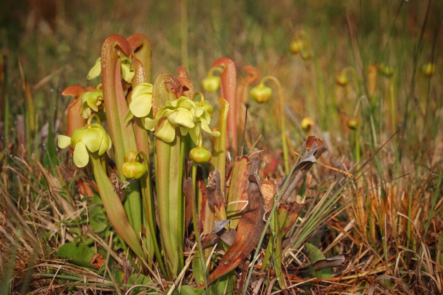 explore-florida-wildflower-foundation