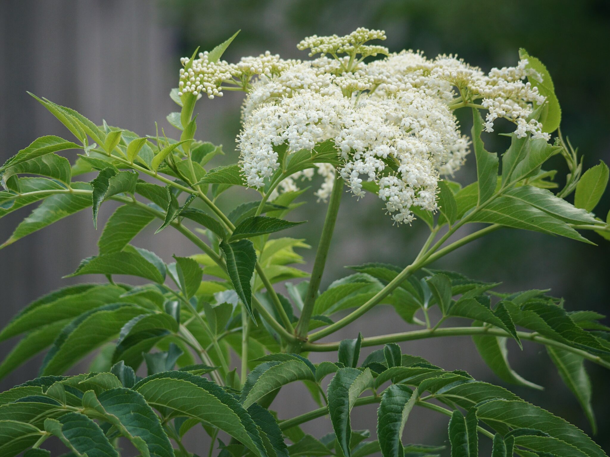 Elderberry - Florida Wildflower Foundation