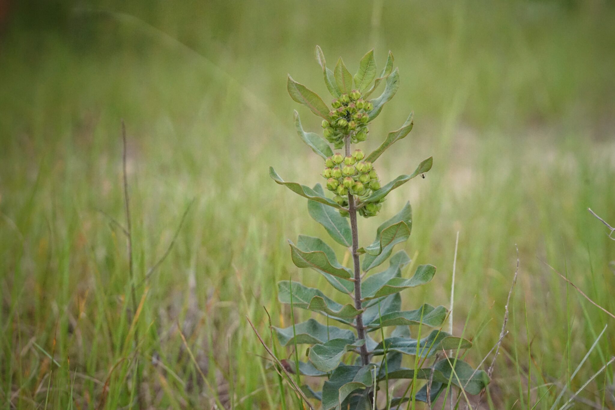 explore-florida-wildflower-foundation