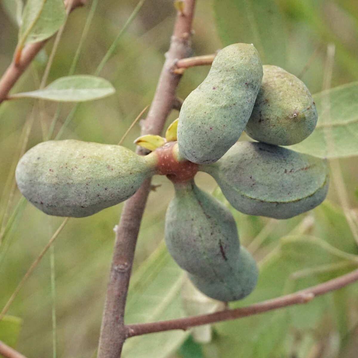 Woolly pawpaw - Florida Wildflower Foundation