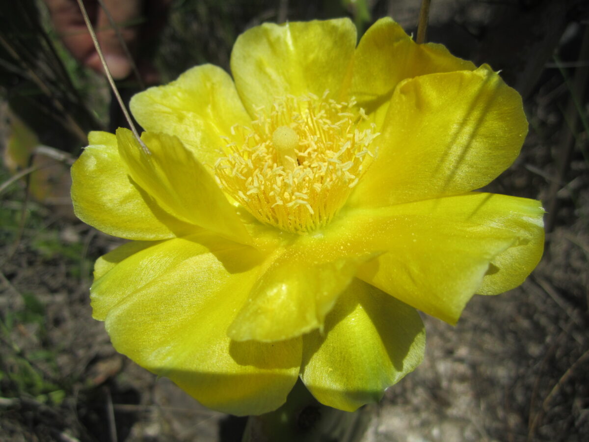 Pricklypear (Opuntia sp.) by Emily Bell