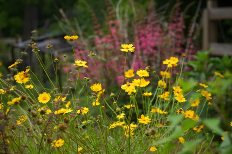 A Homeowner’s Guide to Turf Removal: Preparing for a Native Plant Garden