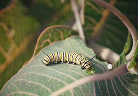 Pinewoods milkweed (Asclepias humistrata) with Monarch caterpillar by Emily Bell