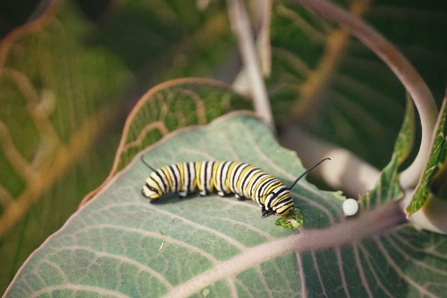 Pinewoods milkweed (Asclepias humistrata) with Monarch caterpillar by Emily Bell