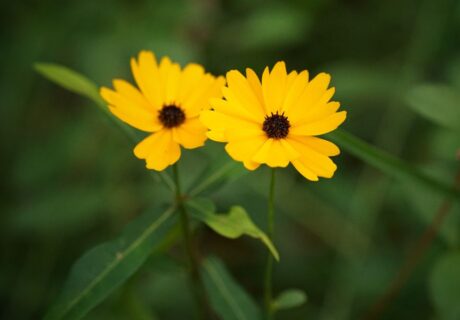 Fringeleaf tickseed (Coreopsis integrifolia) by Emily Bell