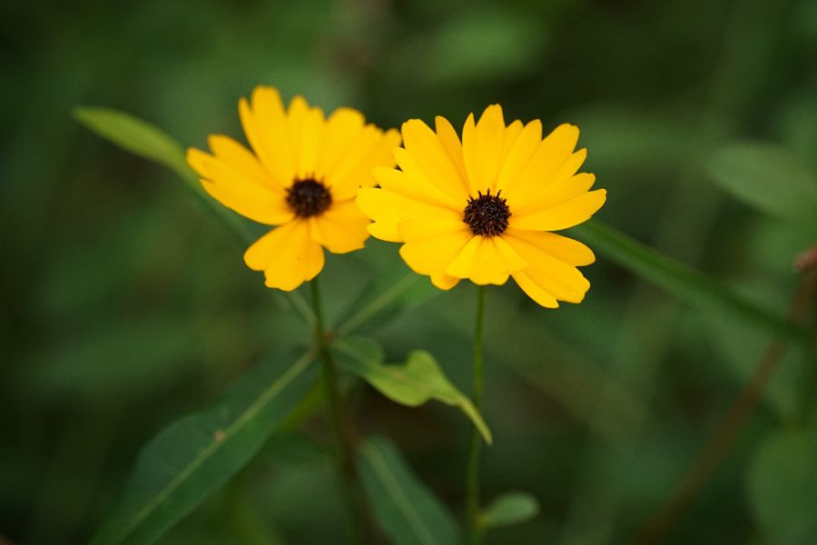 Fringeleaf tickseed (Coreopsis integrifolia) by Emily Bell