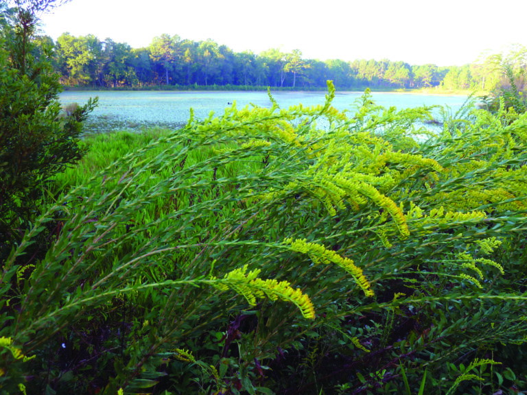 Bright yellow Wand goldenrod blooming along a lakeside.