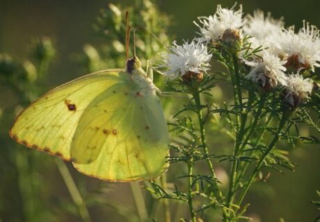 Cloudless sulphur on Summer farewell (Dalea pinnata) by Emily Bell