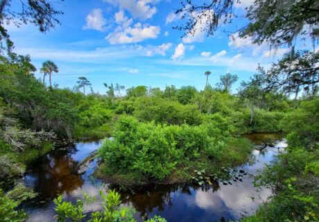 Tiger Creek, taken by The Nature Conservancy volunteer Linda Fish