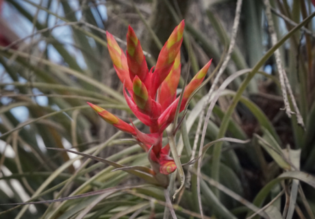 Cardinal airplant (Tillandsia fasciculata) by Emily Bell