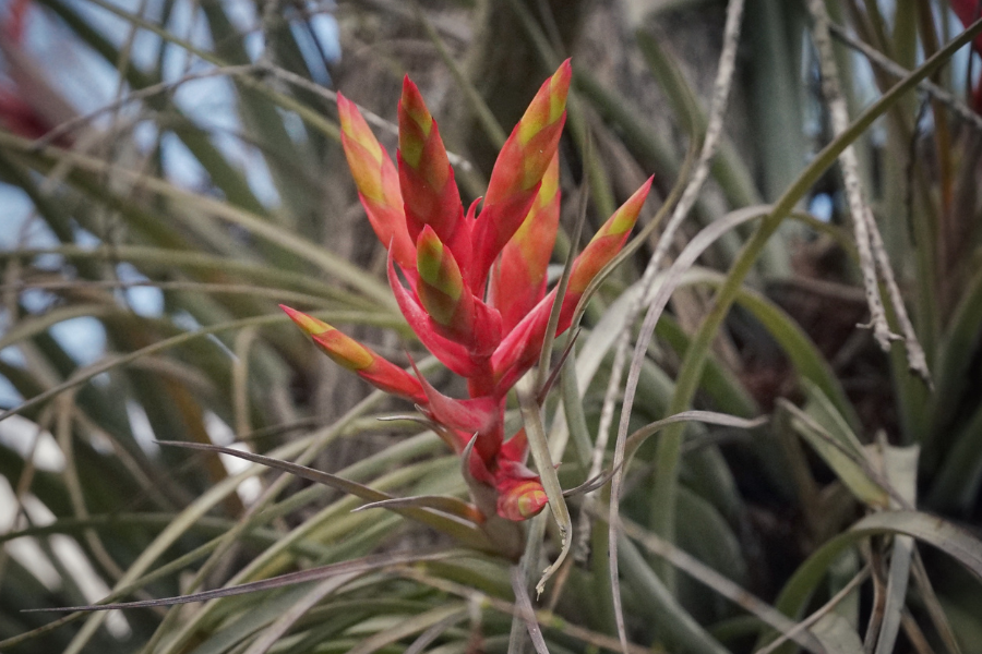 Cardinal airplant (Tillandsia fasciculata) by Emily Bell