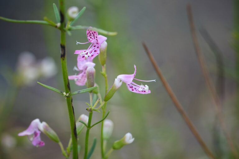 Longspur balm