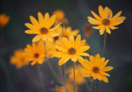 A cluster of vibrant yellow helianthus floridanus blooms with dark centers stands out against a blurred green background, creating a beautiful contrast that showcases the delicate petals and natural beauty of these stunning flowers.