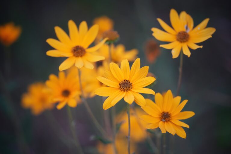 A cluster of vibrant yellow helianthus floridanus blooms with dark centers stands out against a blurred green background, creating a beautiful contrast that showcases the delicate petals and natural beauty of these stunning flowers.