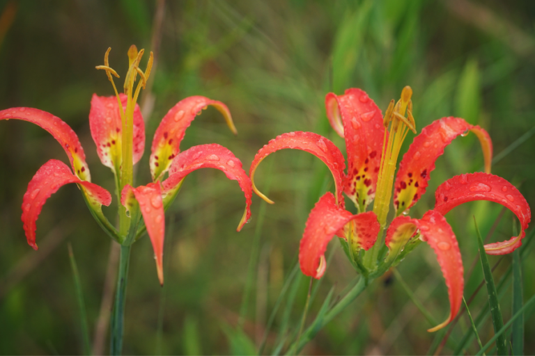 Webinar – Botany in Context Part 1: Basic Wildflower Botany