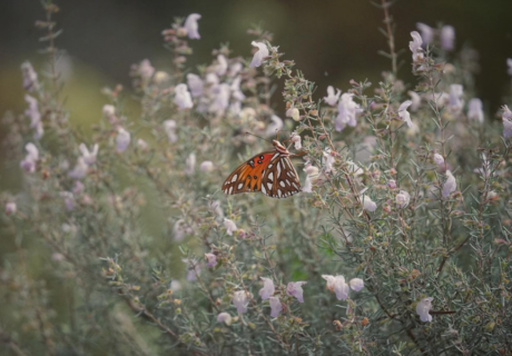 A butterfly with orange and black wings delicately rests on a flowering Conradina canescens bush.