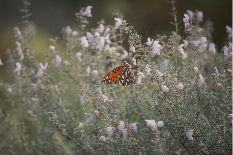 A butterfly with orange and black wings delicately rests on a flowering Conradina canescens bush.