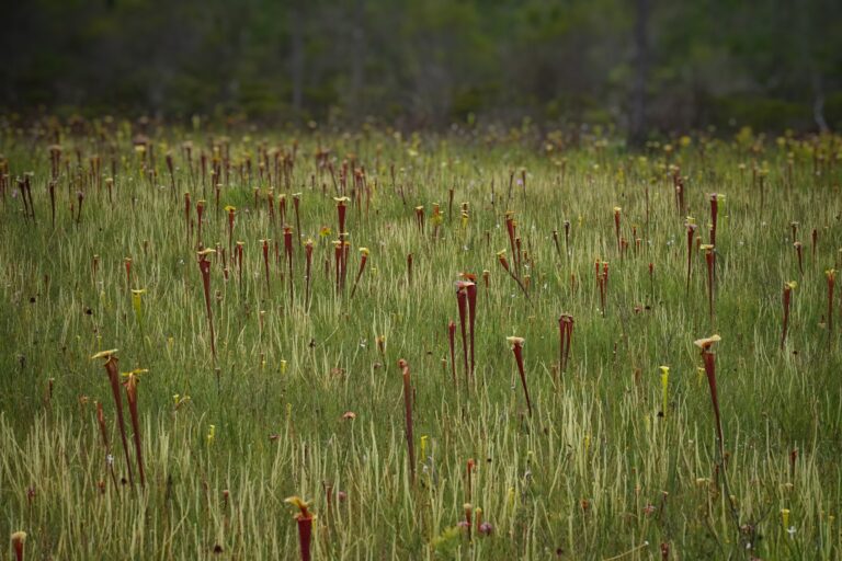 Climate Change and Florida’s Native Plants