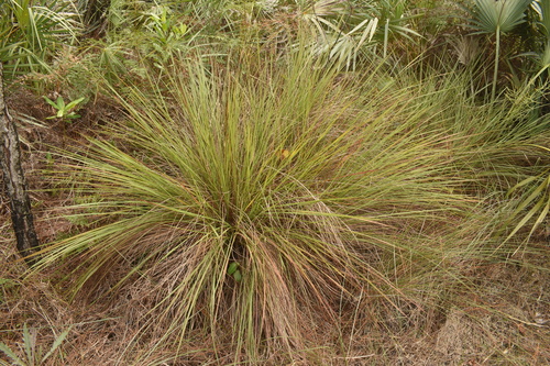 Bushy clump of long, thin grass growing in a natural setting with surrounding vegetation.