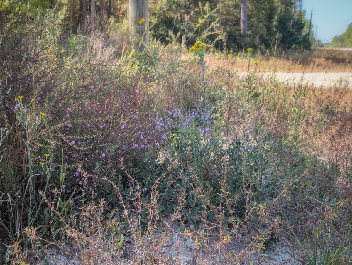 A mix of different native wildflowers on a Leon County roadside.