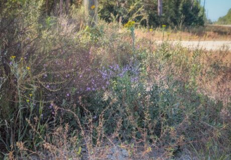 A mix of different native wildflowers on a Leon County roadside.