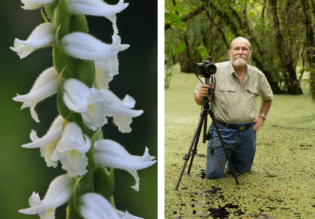 White flowers on a stem. A man stands in water with a camera on a tripod in a forested area.