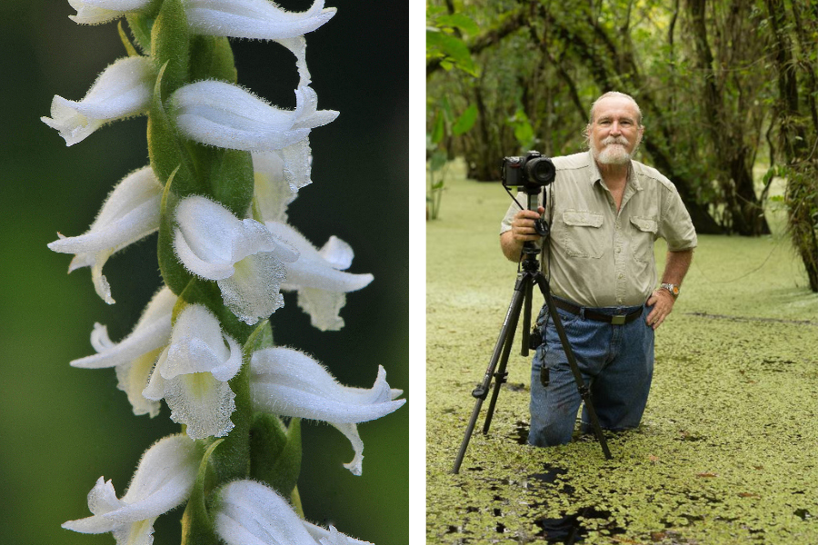 White flowers on a stem. A man stands in water with a camera on a tripod in a forested area.