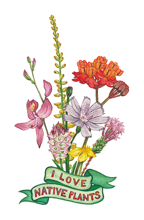 Illustration of various colorful native wildflowers with a green ribbon at the bottom reading, I love native plants.