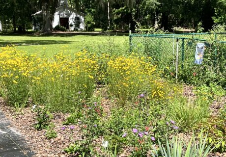 Garden with yellow and purple flowers, surrounded by greenery and a chain-link fence.