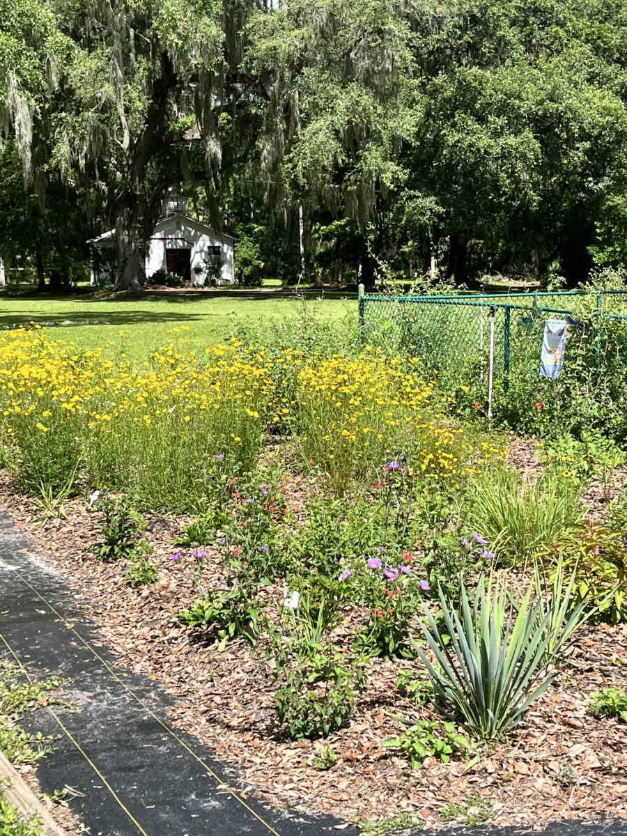 Garden with yellow and purple flowers, surrounded by greenery and a chain-link fence.