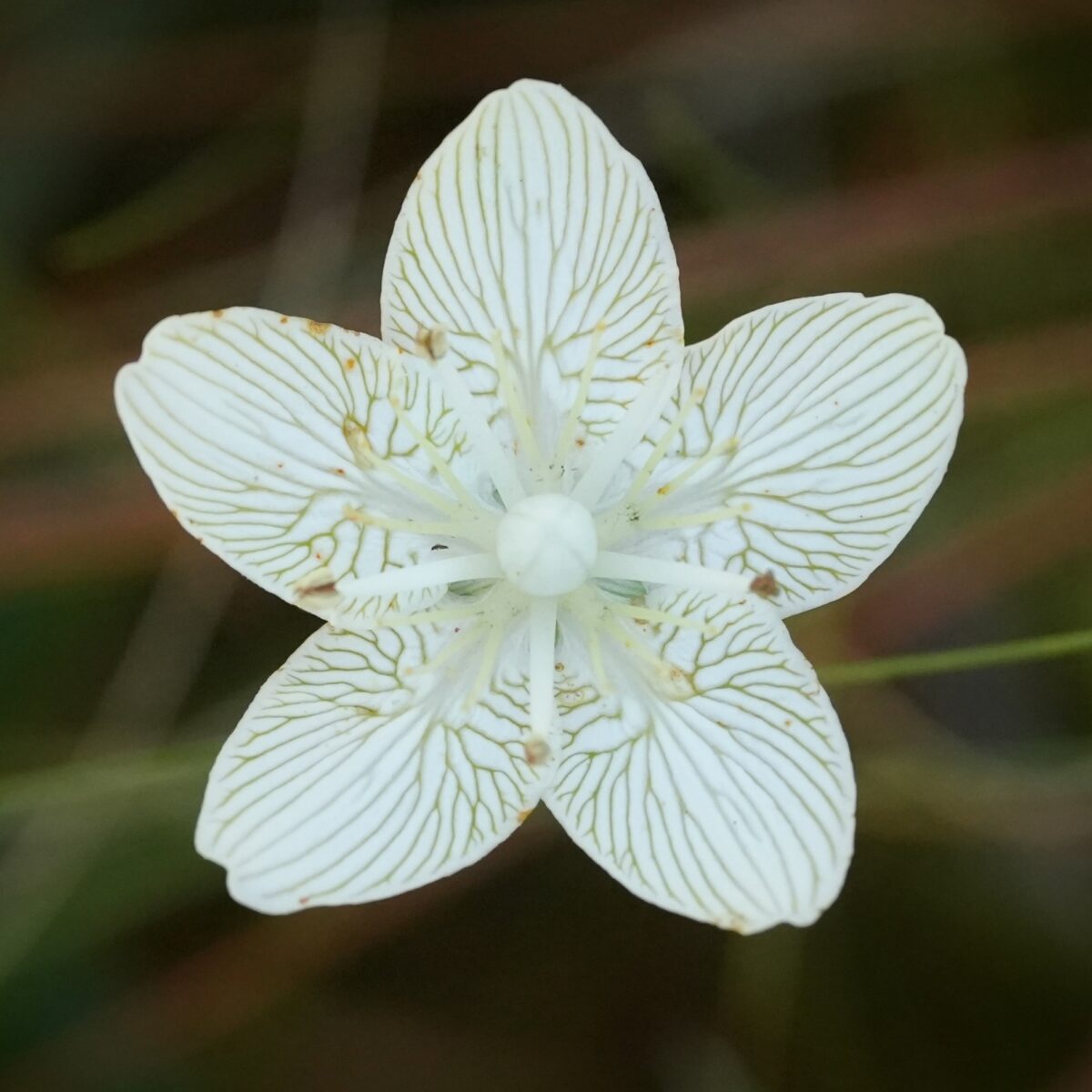 Top view of an open Carolina grass-of-Parnassus flower.