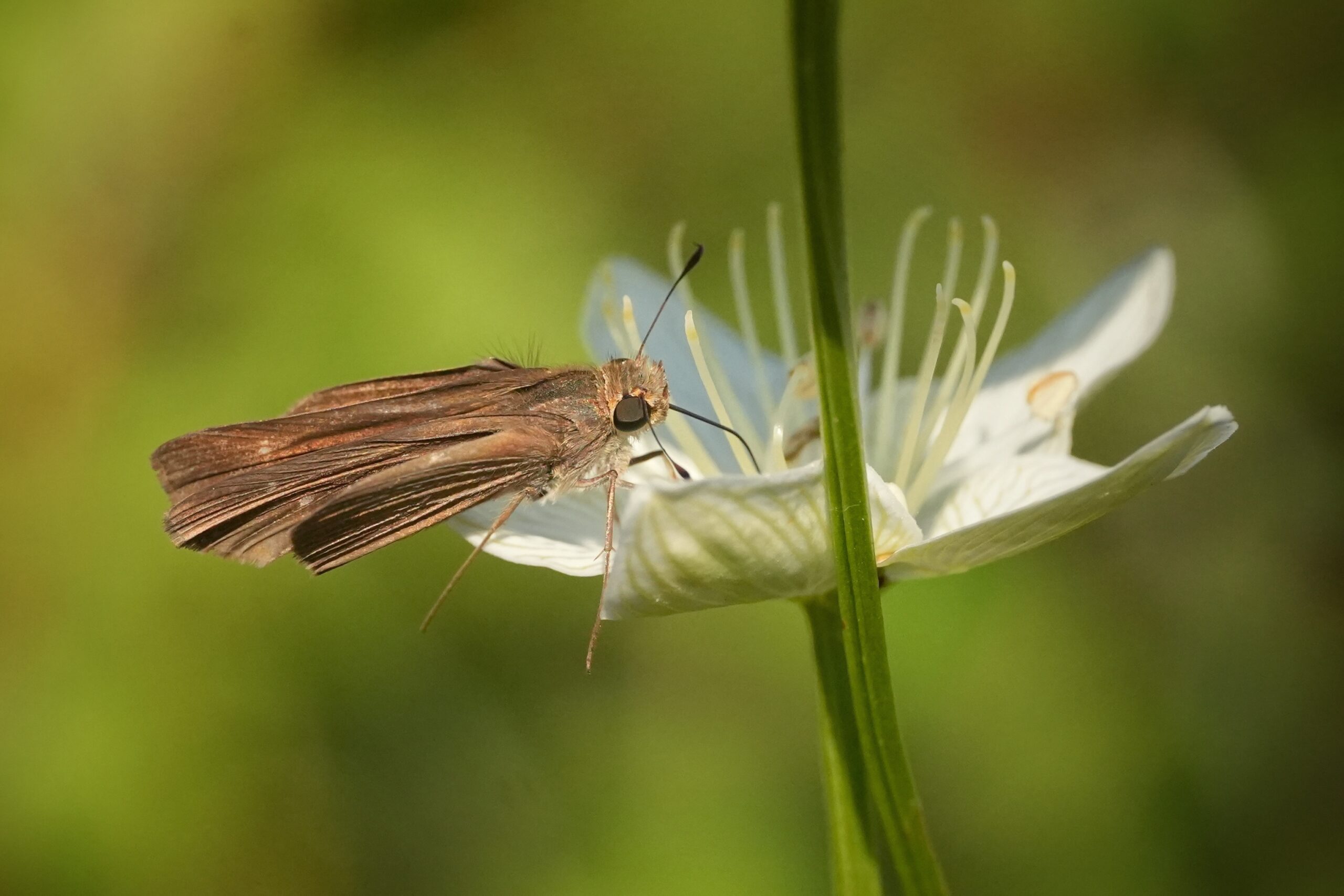 Carolina grass-of-Parnassus flower with a little skipper butterfly.