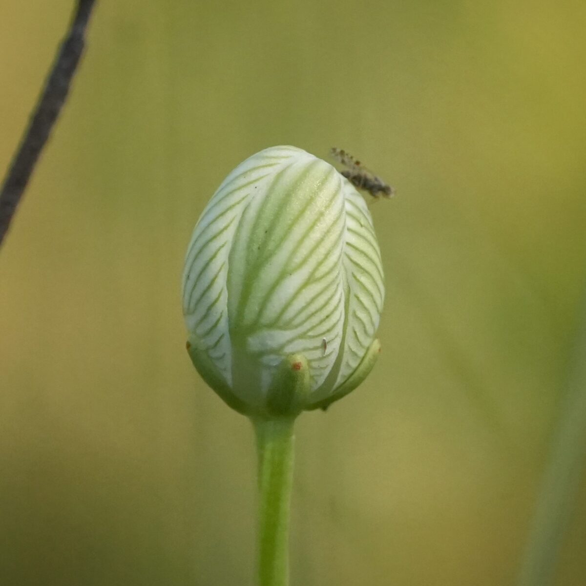 Carolina grass-of-Parnassus in bud.