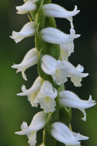 Close-up of a Spiranthes odorata orchid, featuring a spiral arrangement of small, white flowers with fuzzy edges on a green stem.