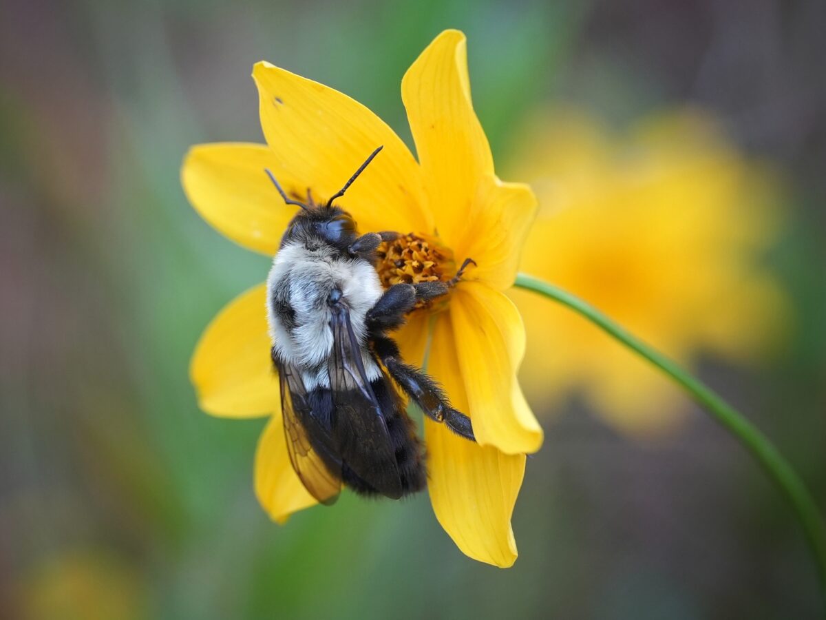 A Common eastern bumblebee on Smallfruit Beggarticks.